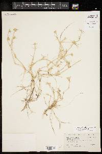 Eragrostis reptans image