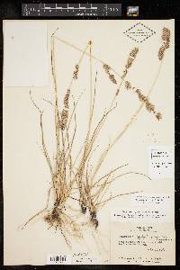 Eragrostis secundiflora image