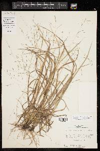 Eragrostis refracta image