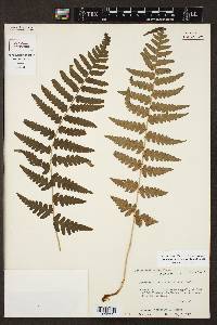 Dryopteris ludoviciana image