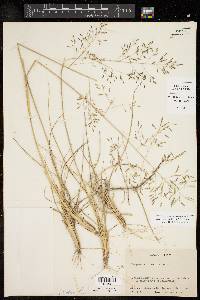 Eragrostis swallenii image