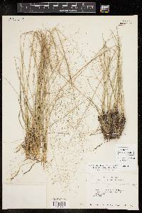 Muhlenbergia capillaris image