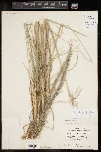 Muhlenbergia emersleyi image