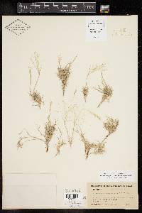 Muhlenbergia arenacea image