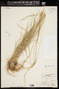 Muhlenbergia dubia image