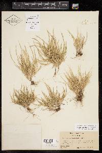 Muhlenbergia depauperata image