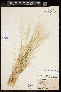 Muhlenbergia asperifolia image