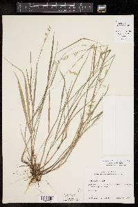 Melica mutica image