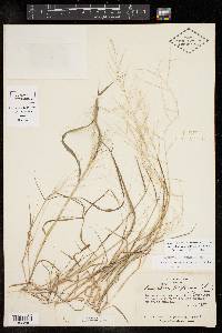 Leptochloa panicea subsp. mucronata image