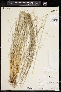 Muhlenbergia capillaris image