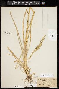 Eriochloa punctata image