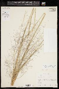 Muhlenbergia capillaris image