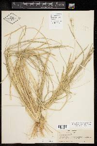 Diplachne fusca subsp. fascicularis image