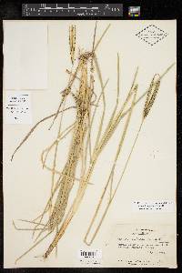 Eustachys petraea image