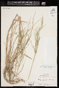 Diplachne fusca subsp. uninervia image