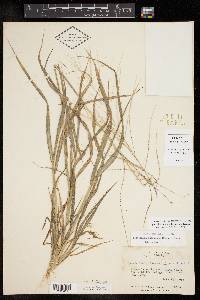 Leptochloa panicea subsp. mucronata image