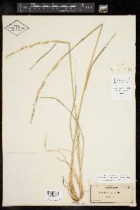 Eriochloa sericea image