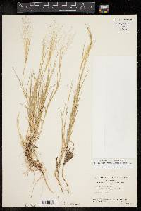 Muhlenbergia asperifolia image