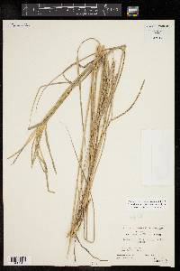 Leptochloa chloridiformis image