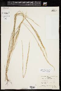 Muhlenbergia pauciflora image