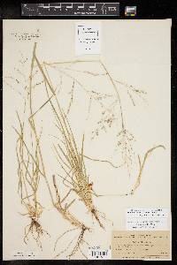 Panicum hallii var. hallii image