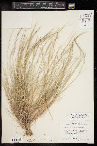 Muhlenbergia tenuifolia image