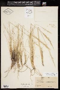 Muhlenbergia setifolia image