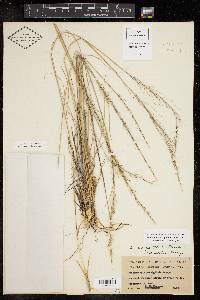 Muhlenbergia rigida image