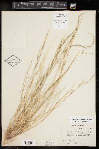 Muhlenbergia tenuifolia image