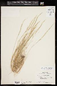 Muhlenbergia tenuifolia image