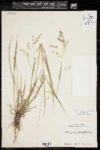 Steinchisma hians image