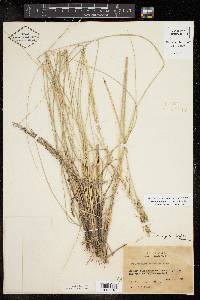 Muhlenbergia rigida image