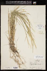 Muhlenbergia spiciformis image