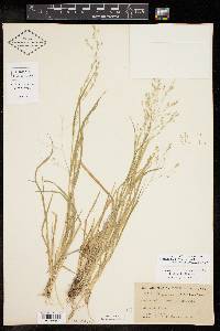 Panicum hallii var. hallii image