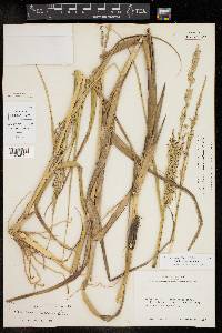 Panicum amarum image