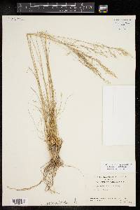 Muhlenbergia setifolia image