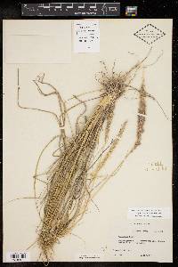 Pappophorum bicolor image