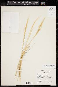 Pappophorum bicolor image