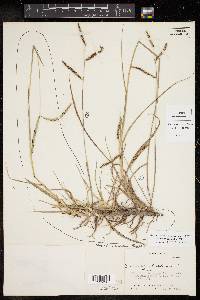 Paspalum plicatulum image