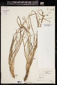 Paspalum almum image