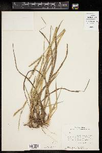 Paspalum floridanum image