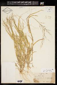 Panicum hirticaule image