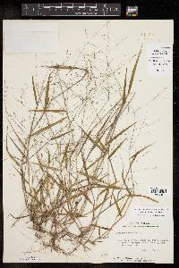 Kellochloa verrucosa image