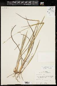 Paspalum floridanum image