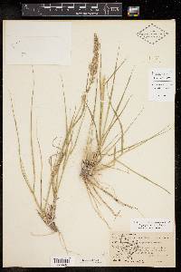 Pappophorum bicolor image