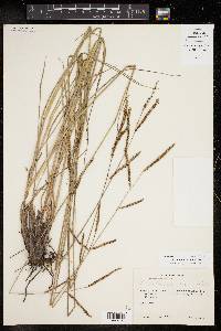 Paspalum plicatulum image