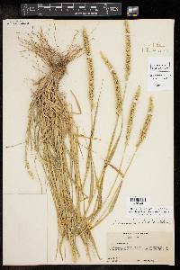 Setaria leucopila image