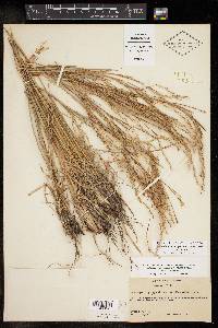 Schizachyrium scoparium var. scoparium image