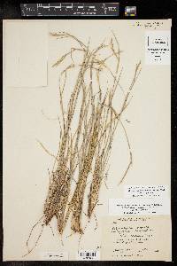 Schizachyrium scoparium var. scoparium image