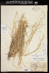 Schizachyrium scoparium var. scoparium image